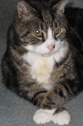 Bo